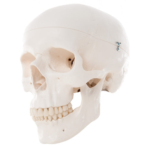Skull, 3 Part Standard