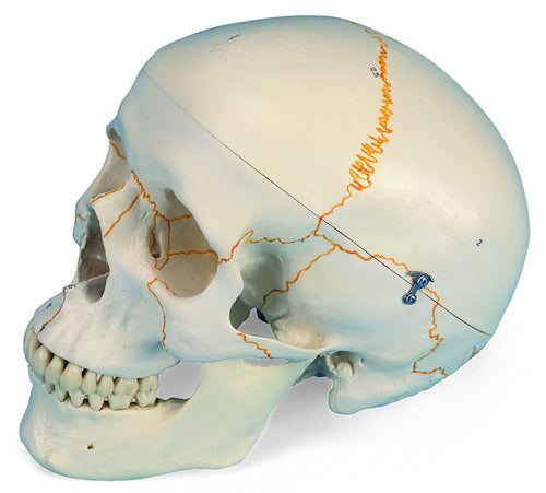 Numbered Skull, Standard
