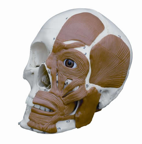 Half Muscled Skull