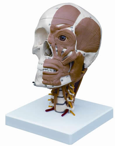 Half Muscled Skull on Muscled Cervical Vertebrae