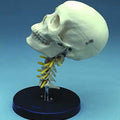 Cervical Skull