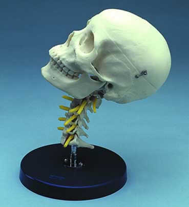 Cervical Skull