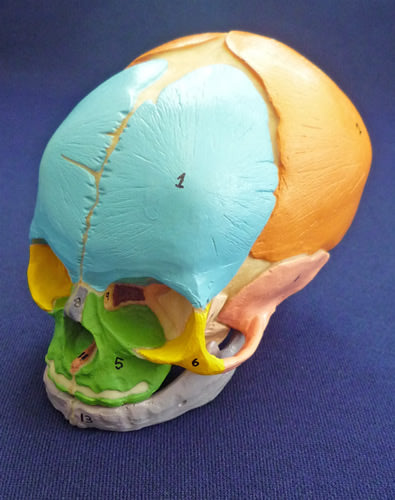 Didactic Foetal Skull
