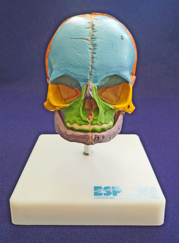 Didactic Foetal Skull on Stand
