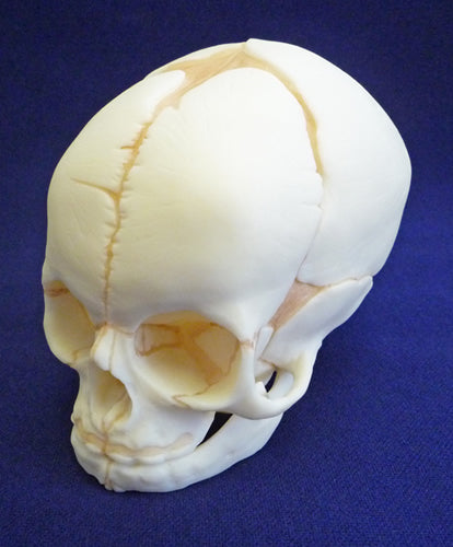Foetal Skull