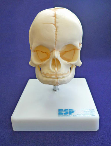 Foetal Skull on Stand