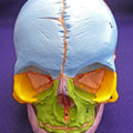 Didactic Foetal Skull with Cranial Nerve Exits