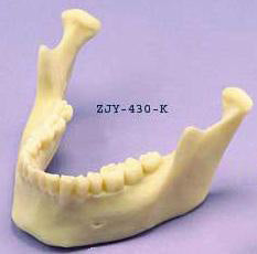 Lower Jaw