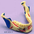 Lower Jaw, Painted