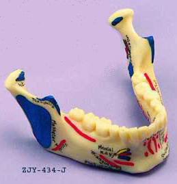 Lower Jaw, Painted