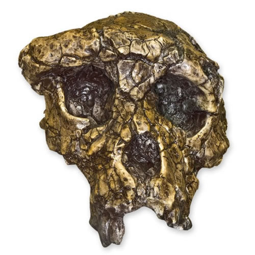 Sahelanthropus