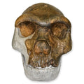 Bodo Skull