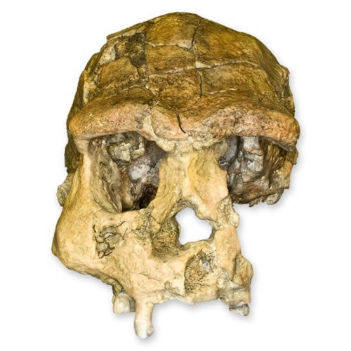 Sangiran H. Erectus