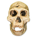 Dmanisi H. Erectus