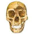 H. Floresiensis (Hobbit)