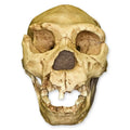 Atapuerca 5 Skull