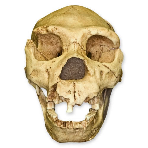 Atapuerca 5 Skull