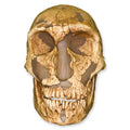 La Ferassie Man