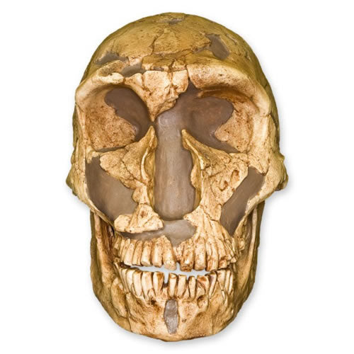 La Ferassie Man