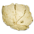 A. Robustus SK-54
