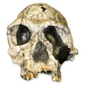 Homo Habilis KNM-ER 1813 (Museum Quality Replica)