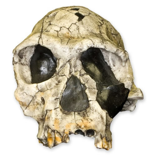 Homo Habilis KNM-ER 1813 (Museum Quality Replica)
