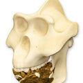 Gigantopithecus