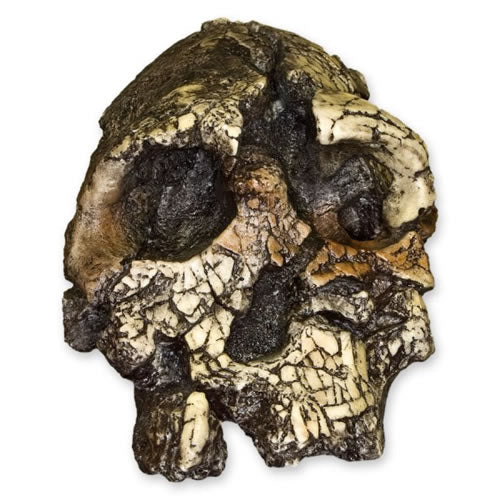 Kenyanthropus