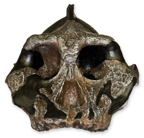 Australopithecus aethiopicus KNM WT-1700
