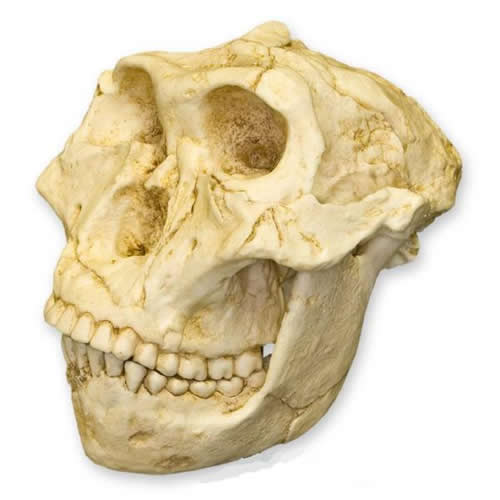 SK-48 A. Robustus + Jaw