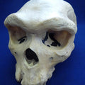 Skull Replica, Rhodesian Man