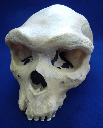 Skull Replica, Rhodesian Man