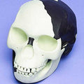 Skull Replica, Piltdown Man