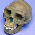 Skull Replica, Peking Man