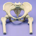 Female Pelvis With Femurs