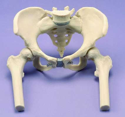 Female Pelvis With Femurs