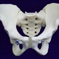 Articulated Pelvis,Male