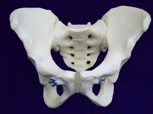 Articulated Pelvis,Male