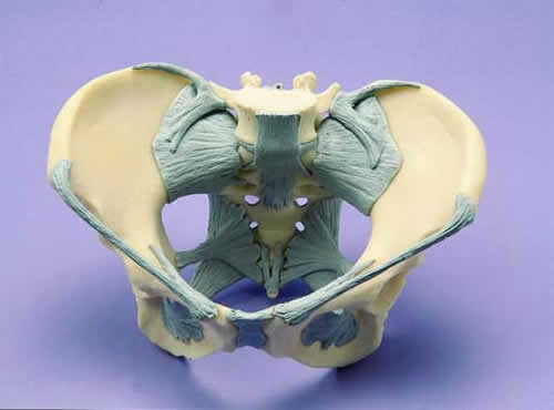 Ligamented Pelvis,Female