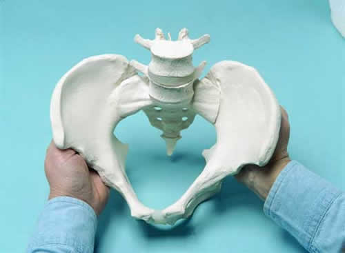 Flexible Pelvis,Female