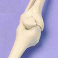 Knee - Miniature Joint