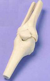 Knee - Miniature Joint