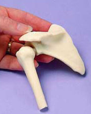 Shoulder - Miniature Joint