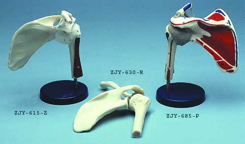 Shoulder Joint Ligamented
