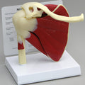 Muscled Shoulder - Budget Model