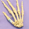 Hand Articulated