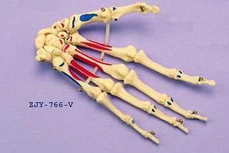 Hand Articulated Coloured