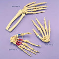 Hand Articulated Loosely