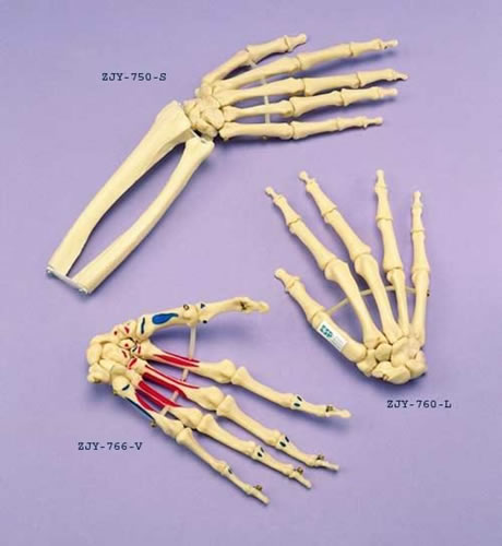 Hand Articulated Loosely