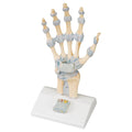 Skeletal Hand with Ligaments and Carpal Tunnel